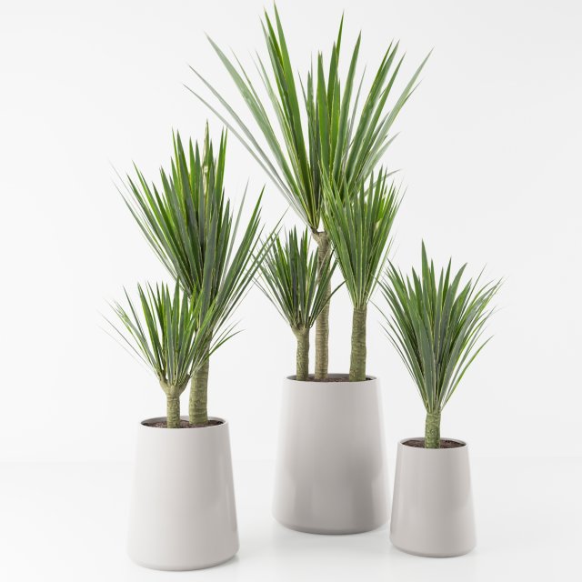 palm collection 3D Модель .c4d .max .obj .3ds .fbx .stl .blend 