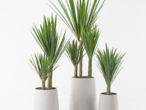 Palmensammlung 3D Modell