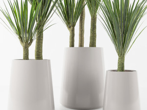 palm collection 3D Модель