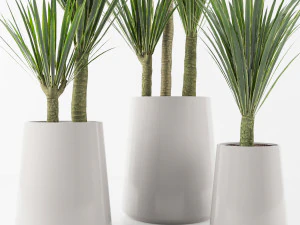 Palmensammlung 3D Modell