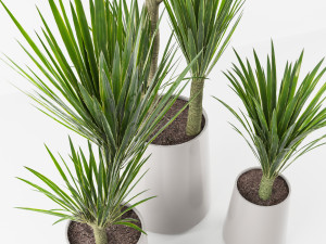 palm collection 3D Модель
