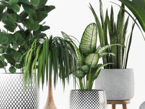 plant collection 3D Model