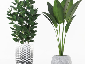 plant collection Model 3D