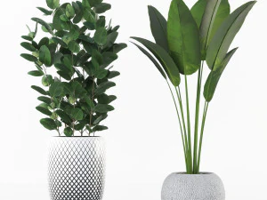 plant collection 3D Model