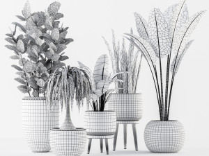 plant collection Model 3D