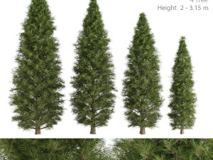 pine tree Modelo 3D