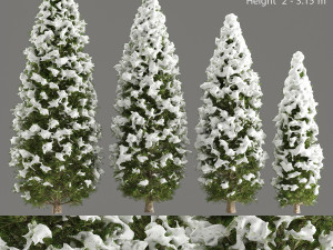 pine tree 3D Model