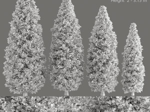 pine tree 3D Model