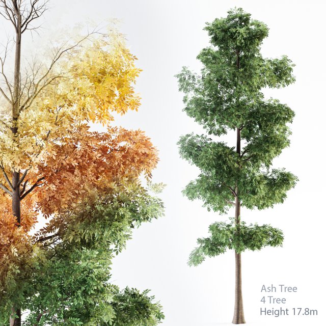 ash tree 3D मॉडल .c4d .max .obj .3ds .fbx .stl .blend 