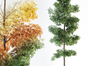 ash tree Modelo 3D