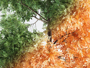 ash tree 3D मॉडल