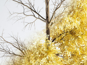 ash tree 3D मॉडल