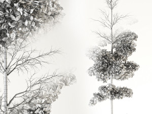 ash tree 3D मॉडल