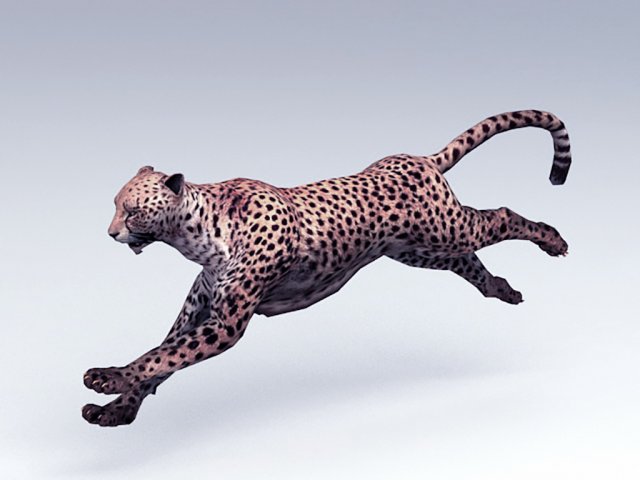 leopard 3D Modell .c4d .max .obj .3ds .fbx .stl .blend 