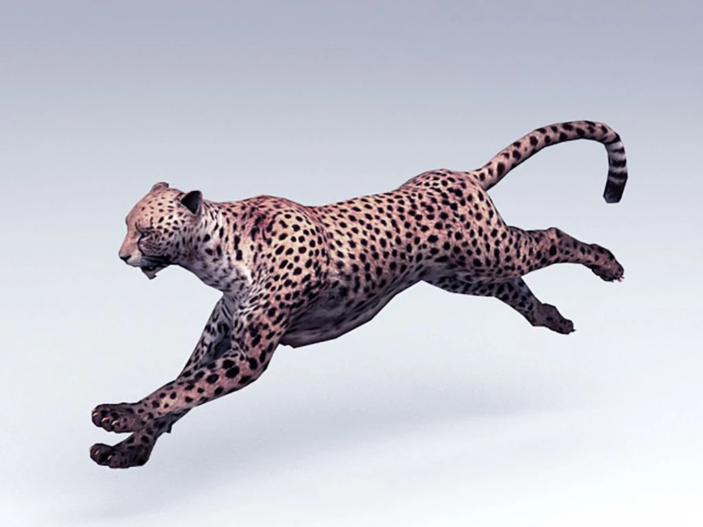 leopard 3D Model .c4d .max .obj .3ds .fbx .stl .blend