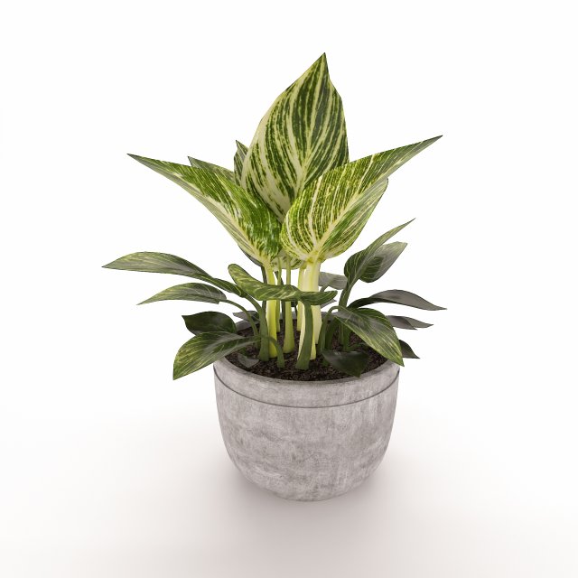 Philodendron Birkin 3D मॉडल .c4d .max .obj .3ds .fbx .stl .blend 