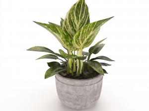 Philodendron Birkin 3Dモデル