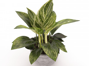 Philodendron Birkin 3D मॉडल
