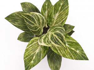 Philodendron Birkin 3D मॉडल