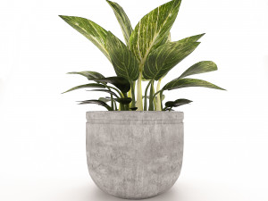 Philodendron Birkin 3D मॉडल