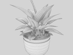 Filodendro Birkin Modello 3D