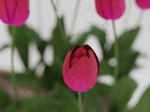 Flowers plant box 001 3D Модель