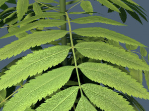 red flower modeling by blender Modelo 3D