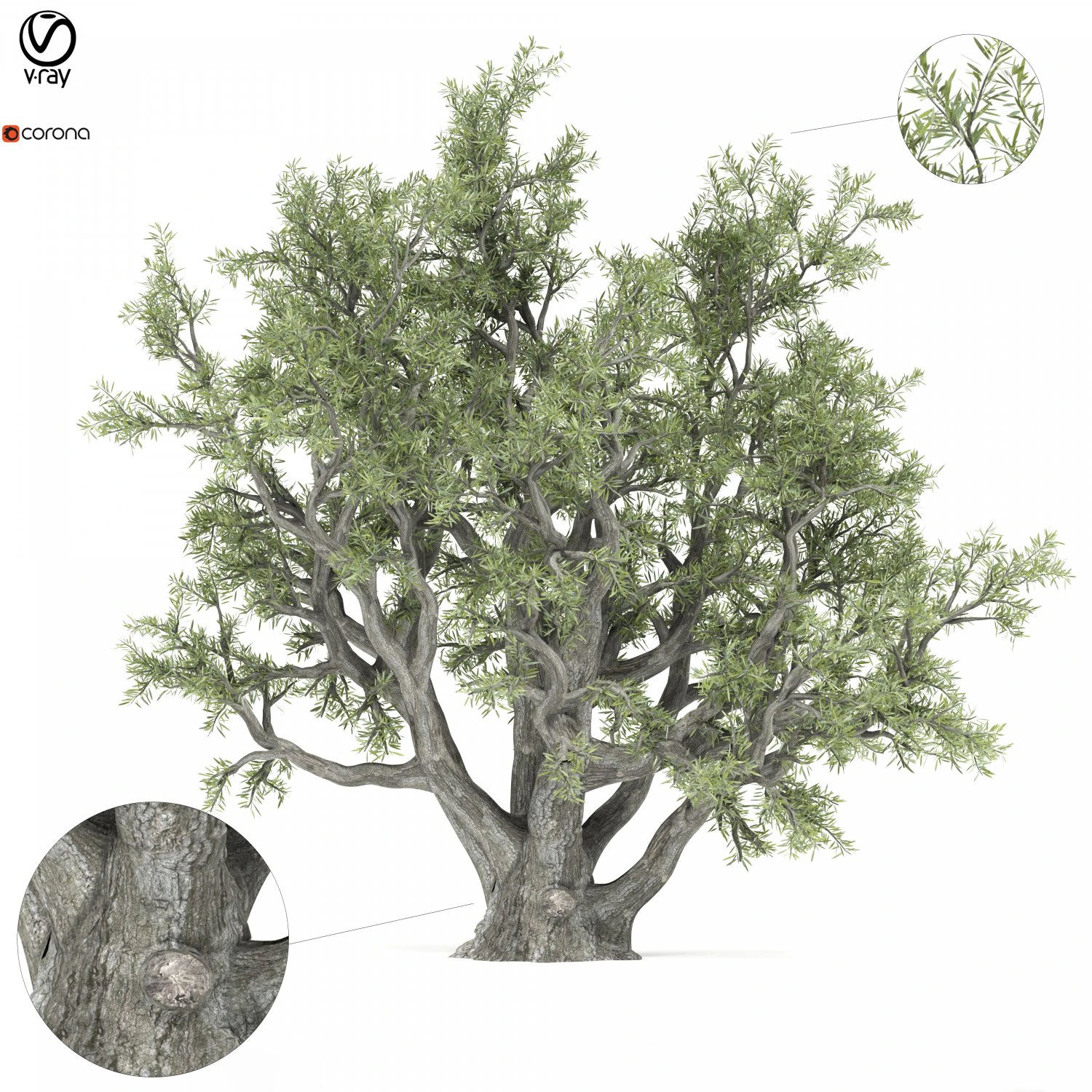老橄榄树 3D 模型 .c4d .max .obj .3ds .fbx .stl .blend 