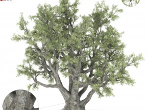 old olive tree 3D Model