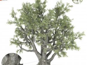 old olive tree 3D Model