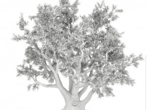 old olive tree 3D 모델