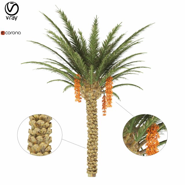 palm tree 3D 모델 .c4d .max .obj .3ds .fbx .stl .blend 