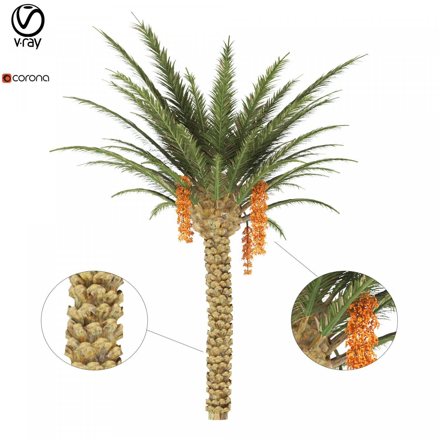palm tree 3D Model .c4d .max .obj .3ds .fbx .stl .blend 