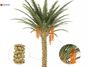 palm tree 3D Model