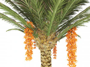 palm tree 3D Model