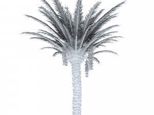palm tree 3D 모델