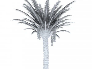palm tree 3D Model