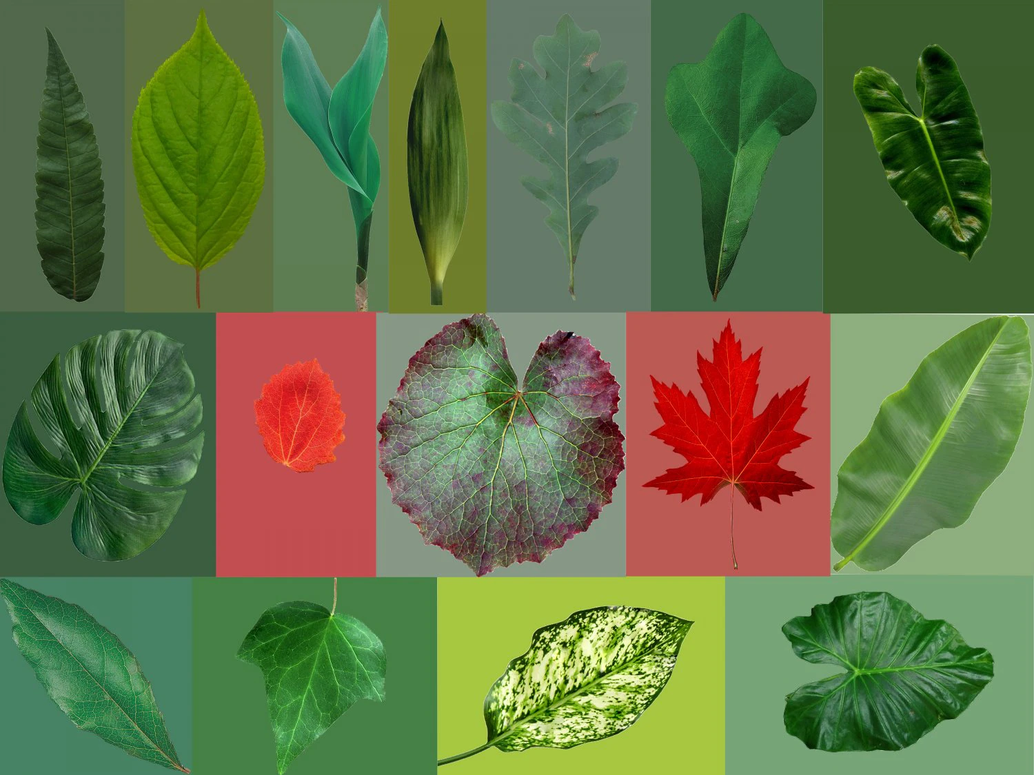 16 high quality leaves CG Textures .c4d .max .obj .3ds .fbx .stl .blend
