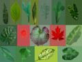 16 high quality leaves CG Textures