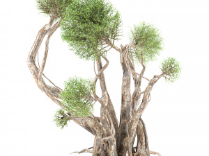 pack of trees Modelo 3D
