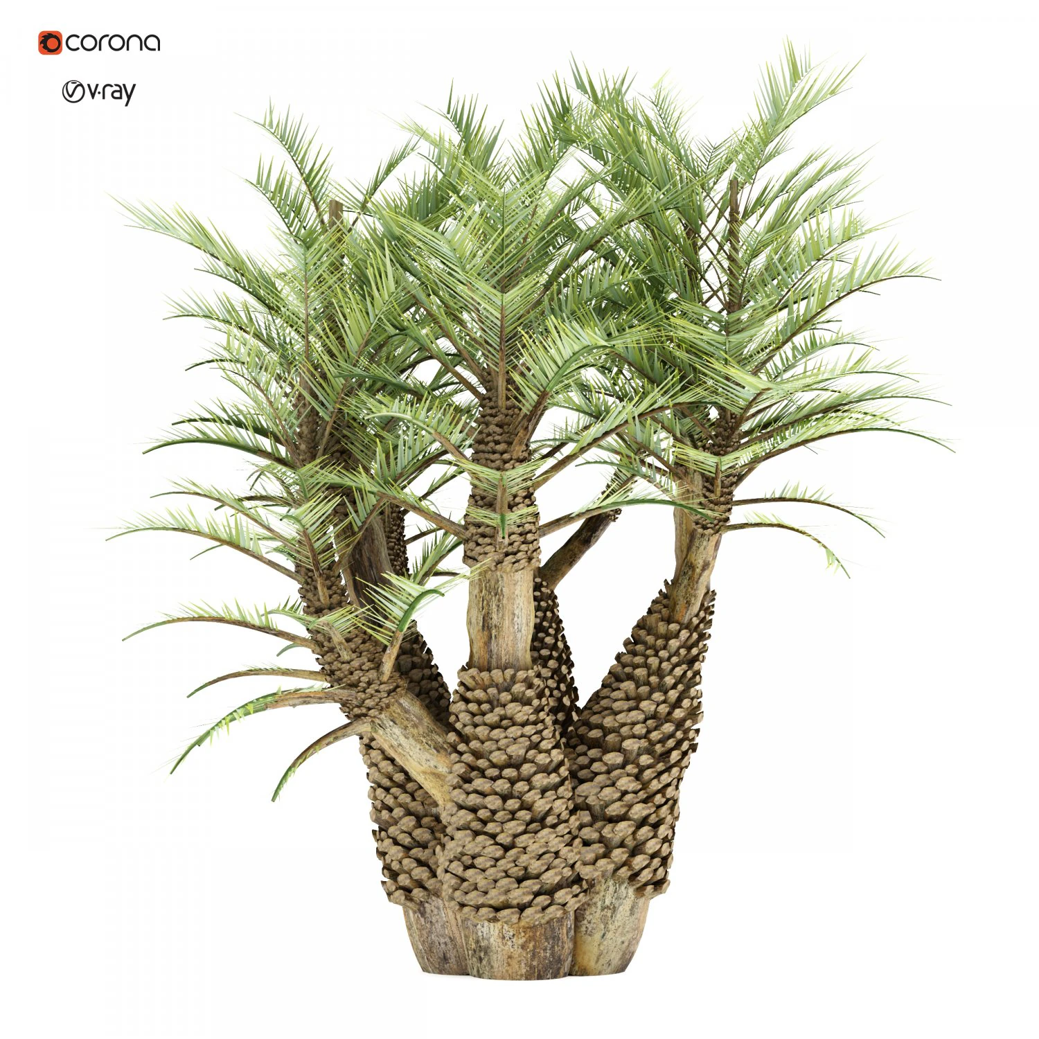 Palm tree 3D Model .c4d .max .obj .3ds .fbx .stl .blend 