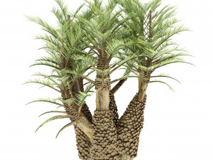Palm tree 3D Model