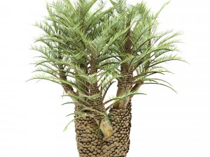 Palm tree 3D Model