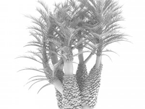 Palm tree 3D Model