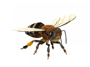 bee 3D Print Model