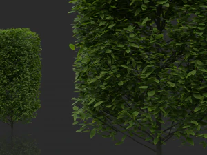 hedges shrubs pack 3D Model