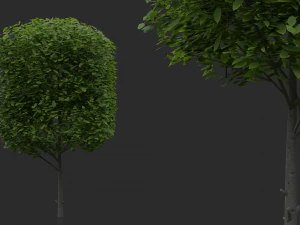 hedges shrubs pack 3D Model