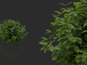 hedges shrubs pack Modello 3D