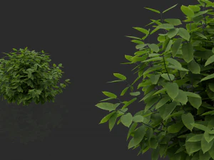 hedges shrubs pack 3D Model