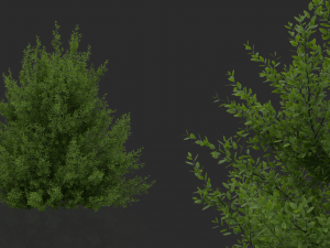 hedges shrubs pack Modello 3D